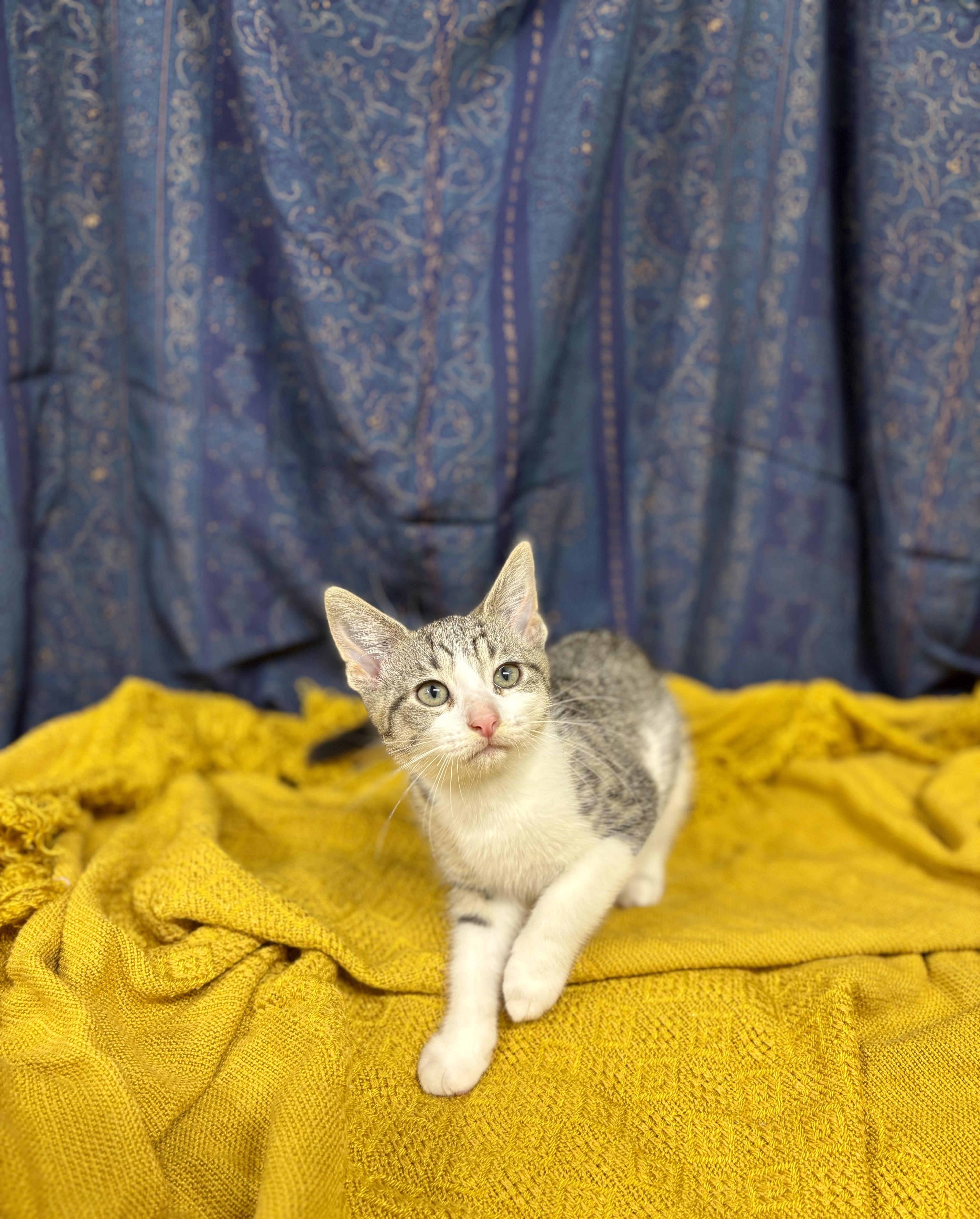 Buttercup thumbnail 2