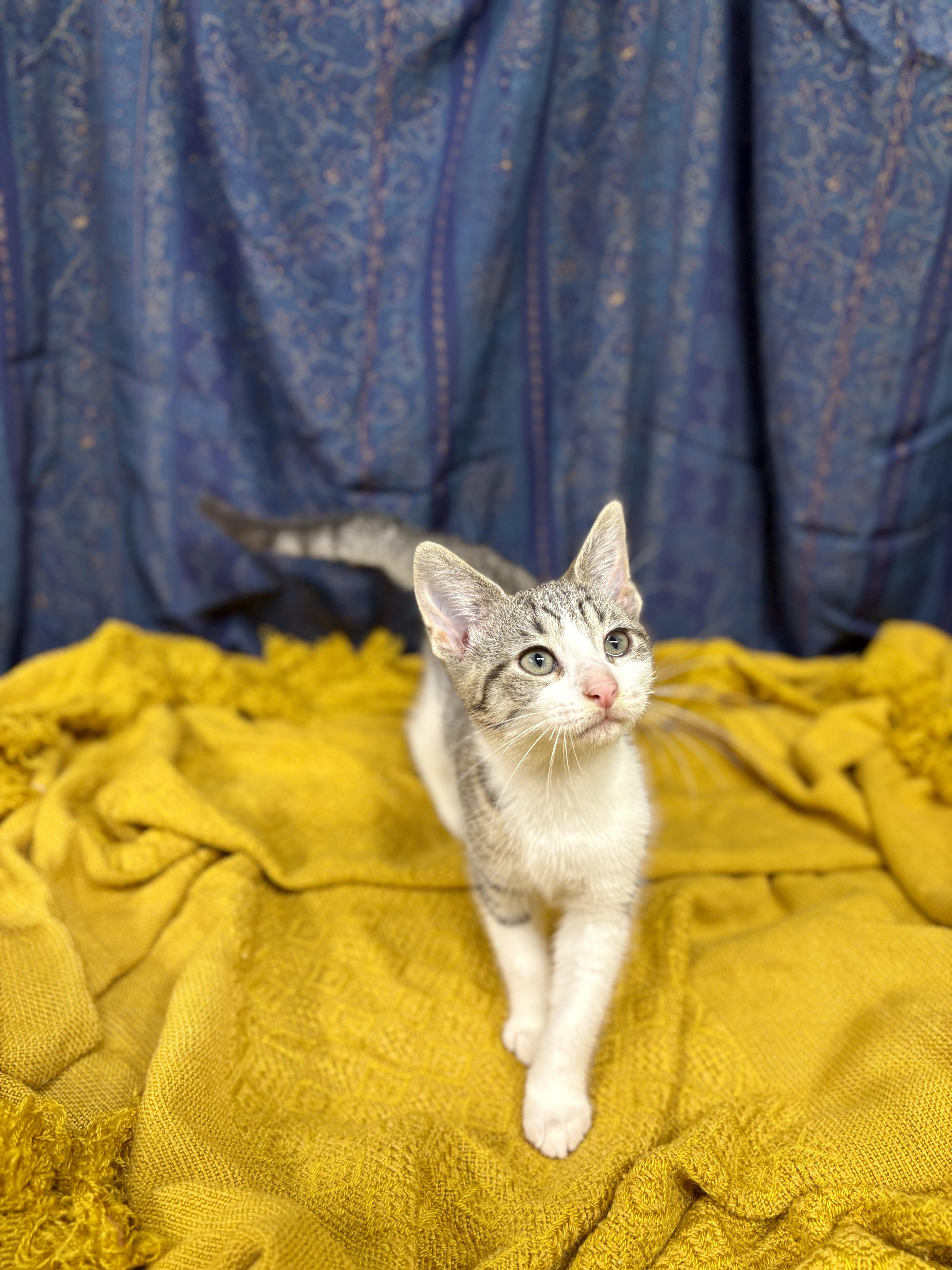 Buttercup thumbnail 3