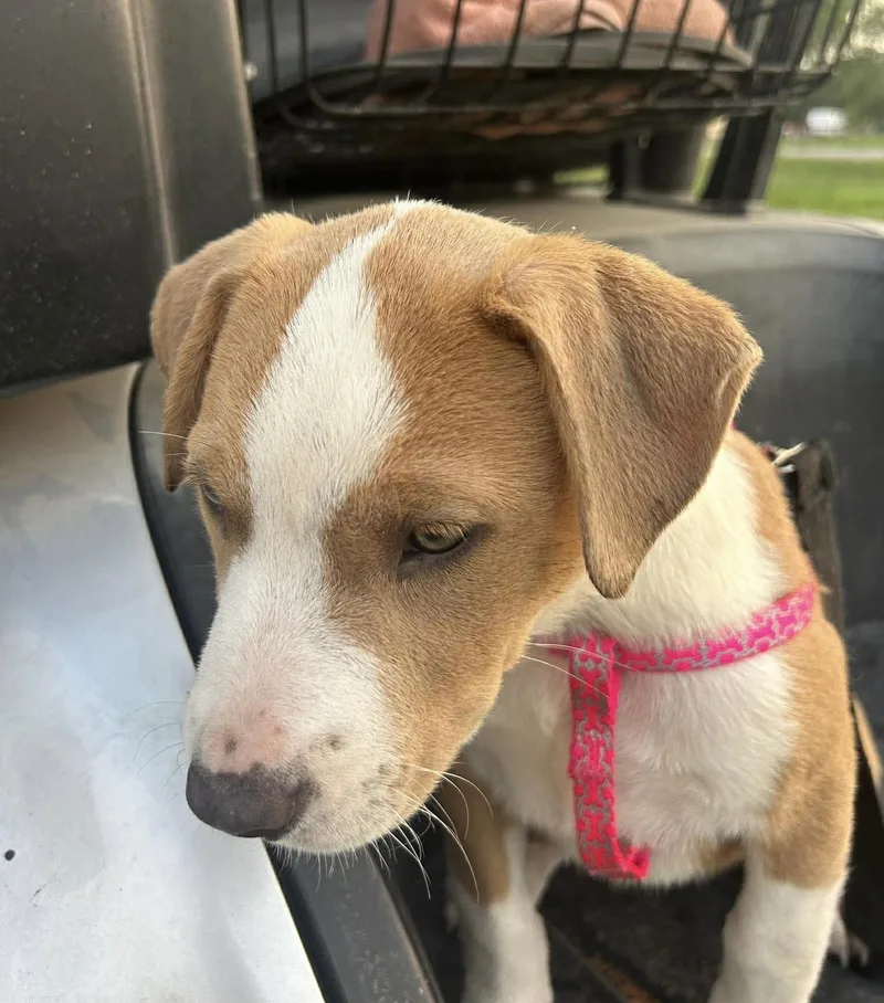 A baby medium-sized female White / Cream Labrador Retriever dog named Fawn for adoption in Austin, TX