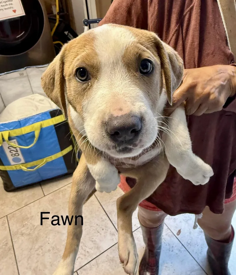 Fawn thumbnail 2