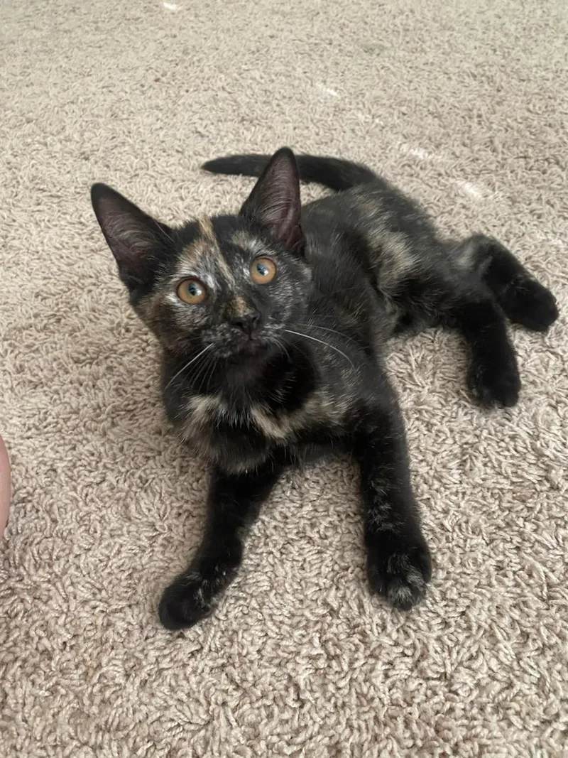 A baby small-sized female Domestic Short Hair cat named Magic and Duke for adoption in Ellicott City, MD