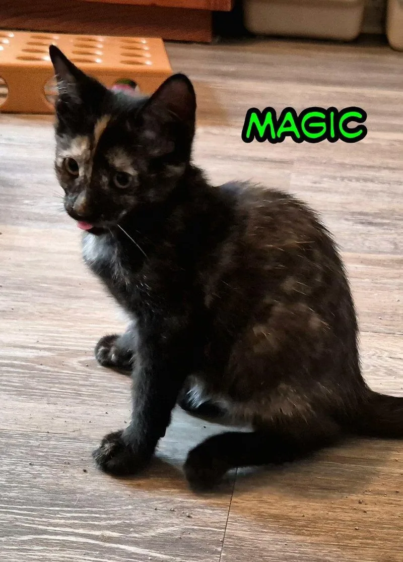 Magic and Duke thumbnail 3