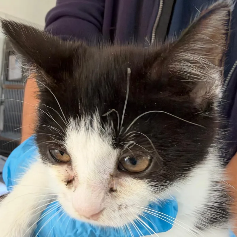 A baby small-sized female Black Domestic Short Hair cat named Canyon for adoption in Chapel Hill, NC
