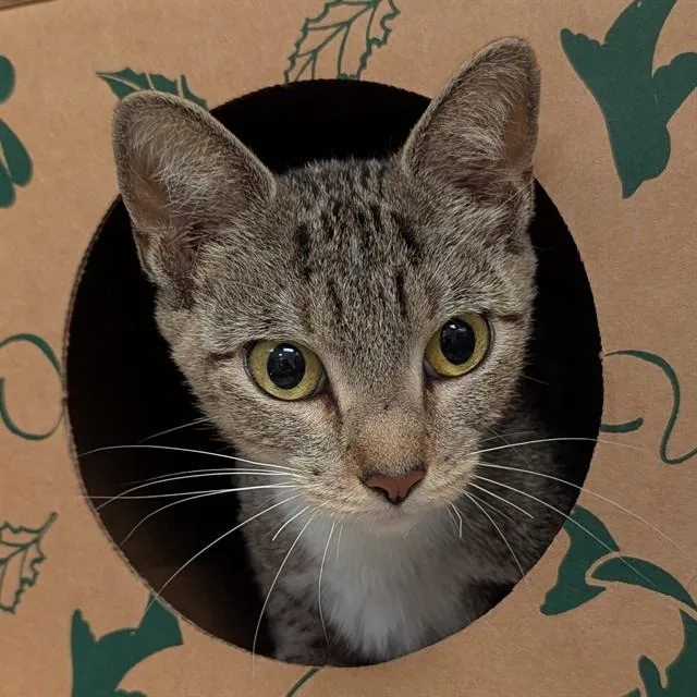 A young small-sized female Domestic Short Hair cat named Popsicle for adoption in Olivette, MO