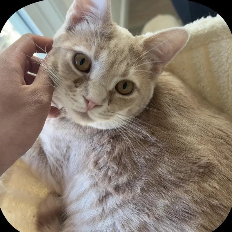 A young large-sized male Cream / Ivory Domestic Short Hair cat named Candy for adoption in Reno, NV