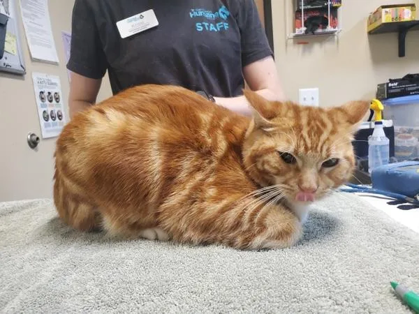 Working Cat  Rex thumbnail 2