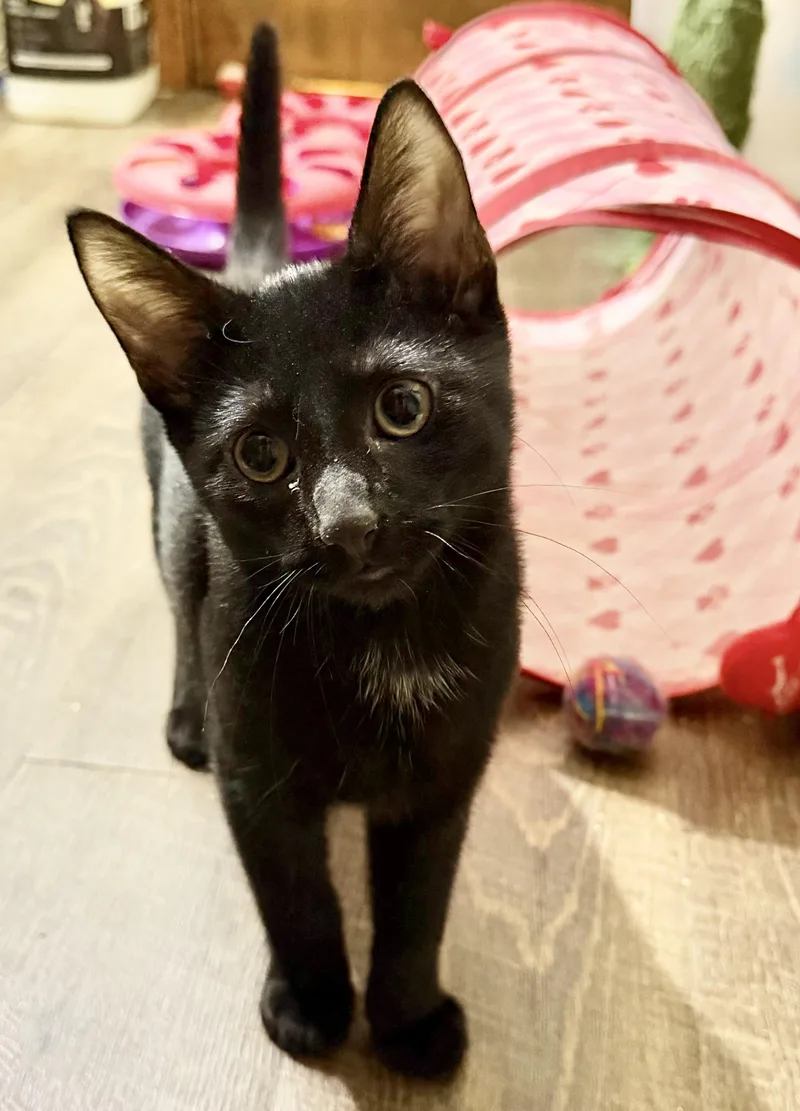A young small-sized male Black Domestic Short Hair cat named Gomez for adoption in Martinsville, IN
