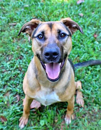 An adult large-sized male German Shepherd Dog dog named Jerry for adoption in Morton Grove, IL