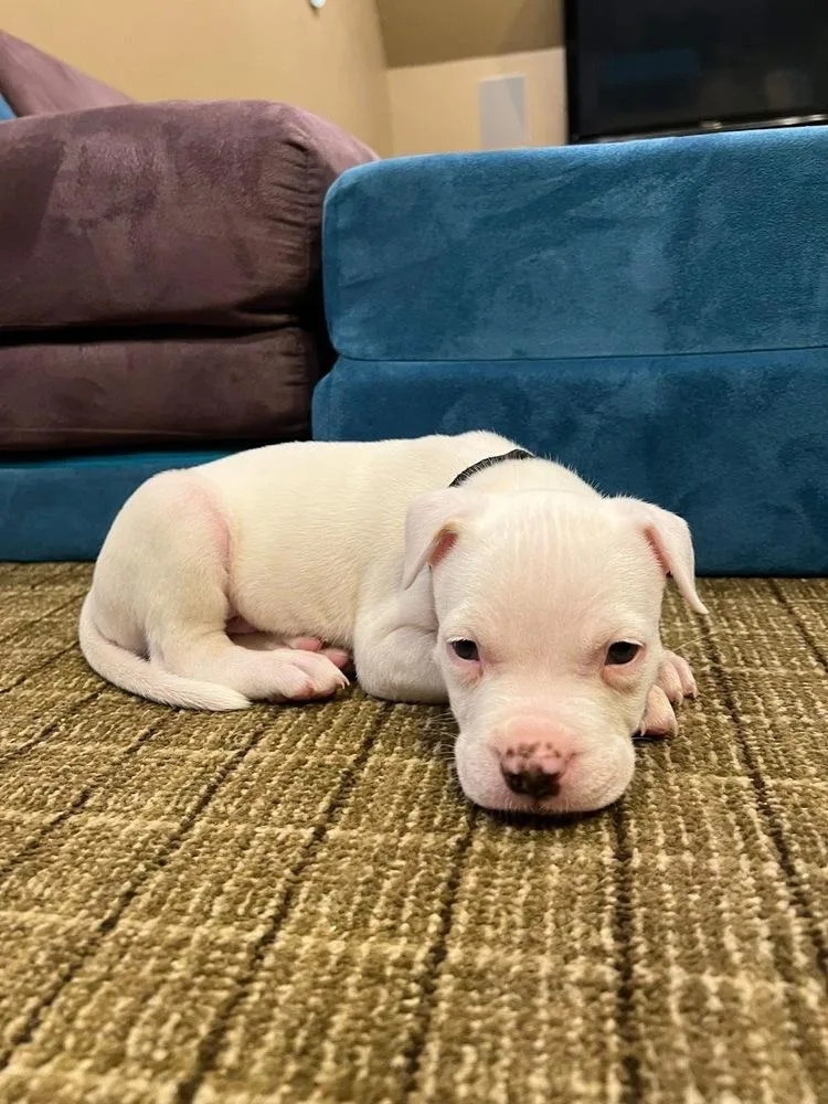 A baby medium-sized male White / Cream Hound dog named Tate for adoption in Shawnee, OK