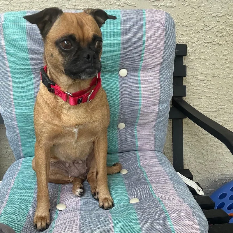 A senior small-sized female Brown / Chocolate Pug dog named Giselle for adoption in Titusville, FL