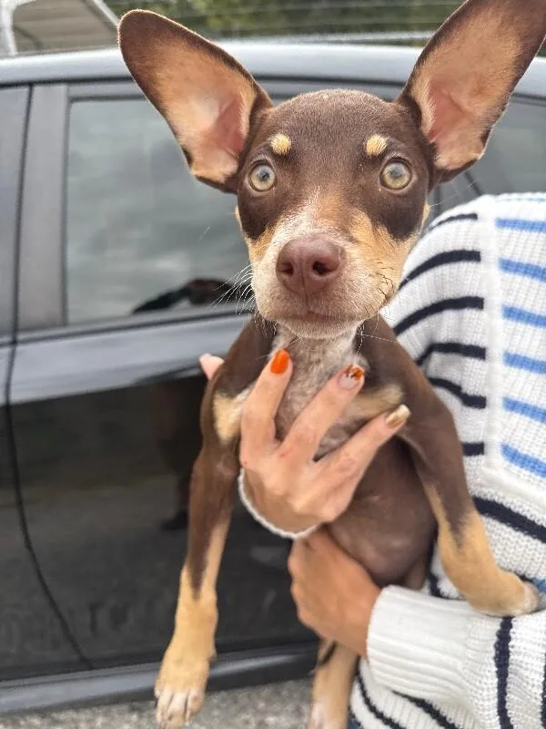 A baby small-sized female Mixed Breed dog named Minnie for adoption in Alamo, TN