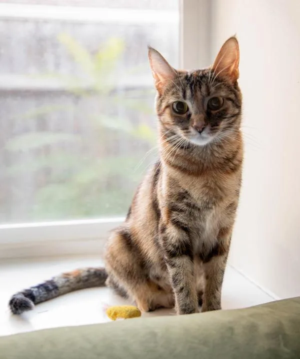 A young medium-sized female Domestic Short Hair cat named Harvest for adoption in Salt Lake City, UT
