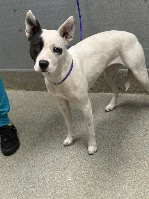 An adult medium-sized female Pit Bull Terrier dog named Sugar for adoption in Las Vegas, NV