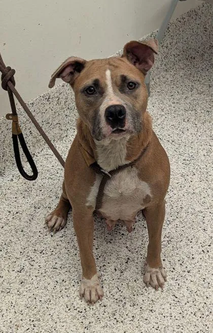 An adult medium-sized female Pit Bull Terrier dog named Beely Bopper for adoption in Atlanta, GA