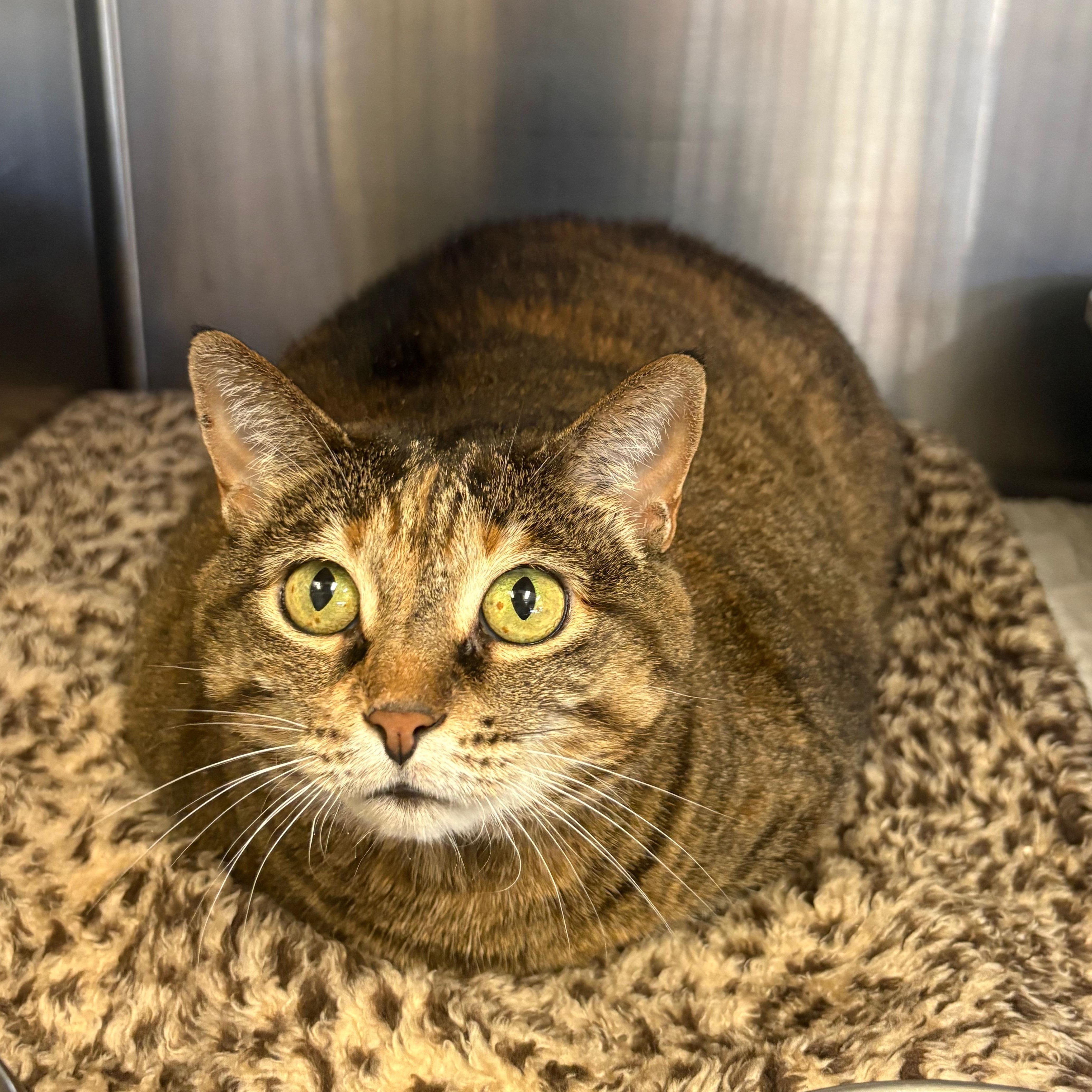 A senior large-sized female Tabby (Brown / Chocolate) Domestic Short Hair cat named Honey for adoption in Godfrey, IL