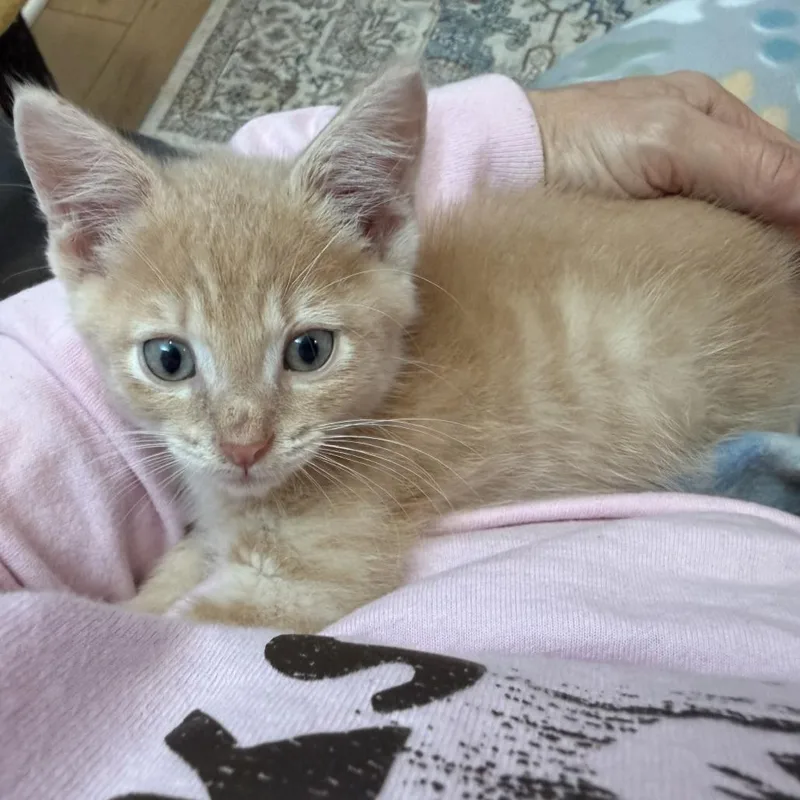 A baby small-sized male Domestic Short Hair cat named Butternut for adoption in Brookfield, WI