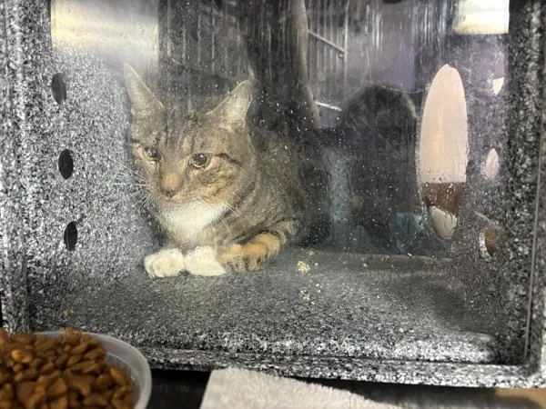 A young medium-sized male Domestic Short Hair cat named Berlioz for adoption in New York, NY