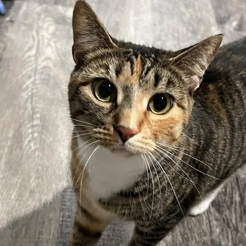 An adult large-sized female Brown / Chocolate Domestic Short Hair cat named Sapphira for adoption in Clearwater, FL