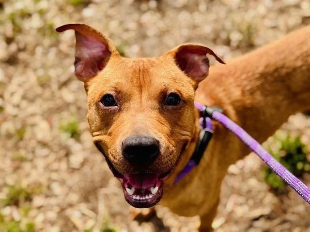 A young medium-sized male Pit Bull Terrier dog named Wayne for adoption in Orlando, FL