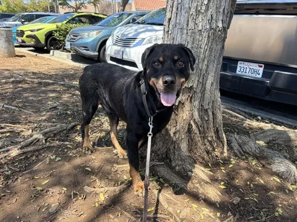 An adult large-sized male Rottweiler dog named Grimace Shake for adoption in San Diego, CA