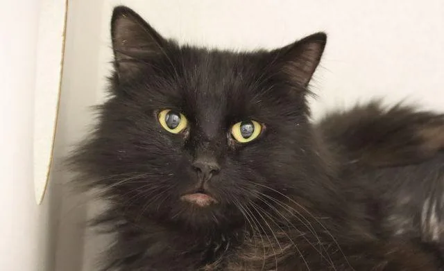A young small-sized male Domestic Long Hair cat named Vireo for adoption in Tucson, AZ