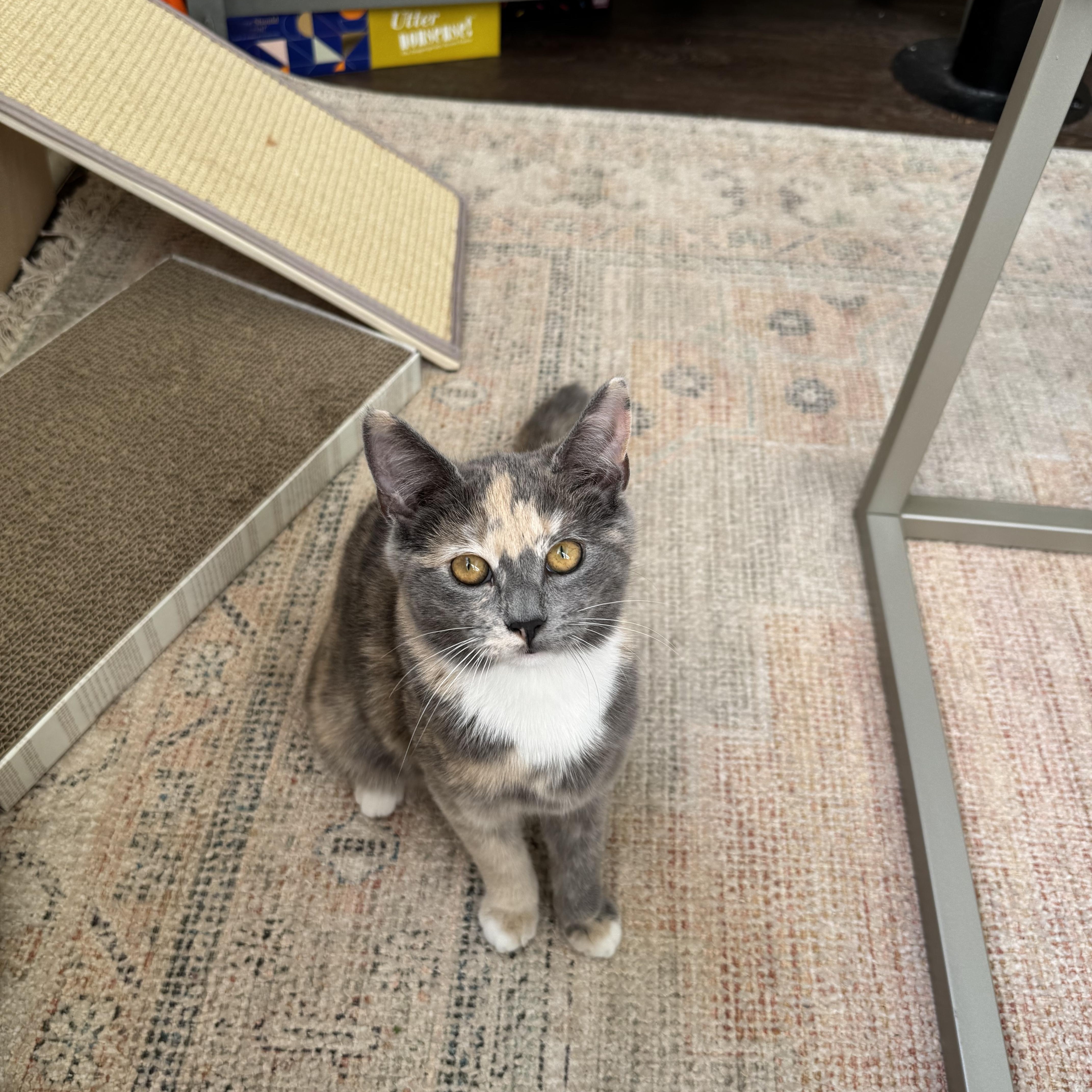 Buttercup thumbnail 3