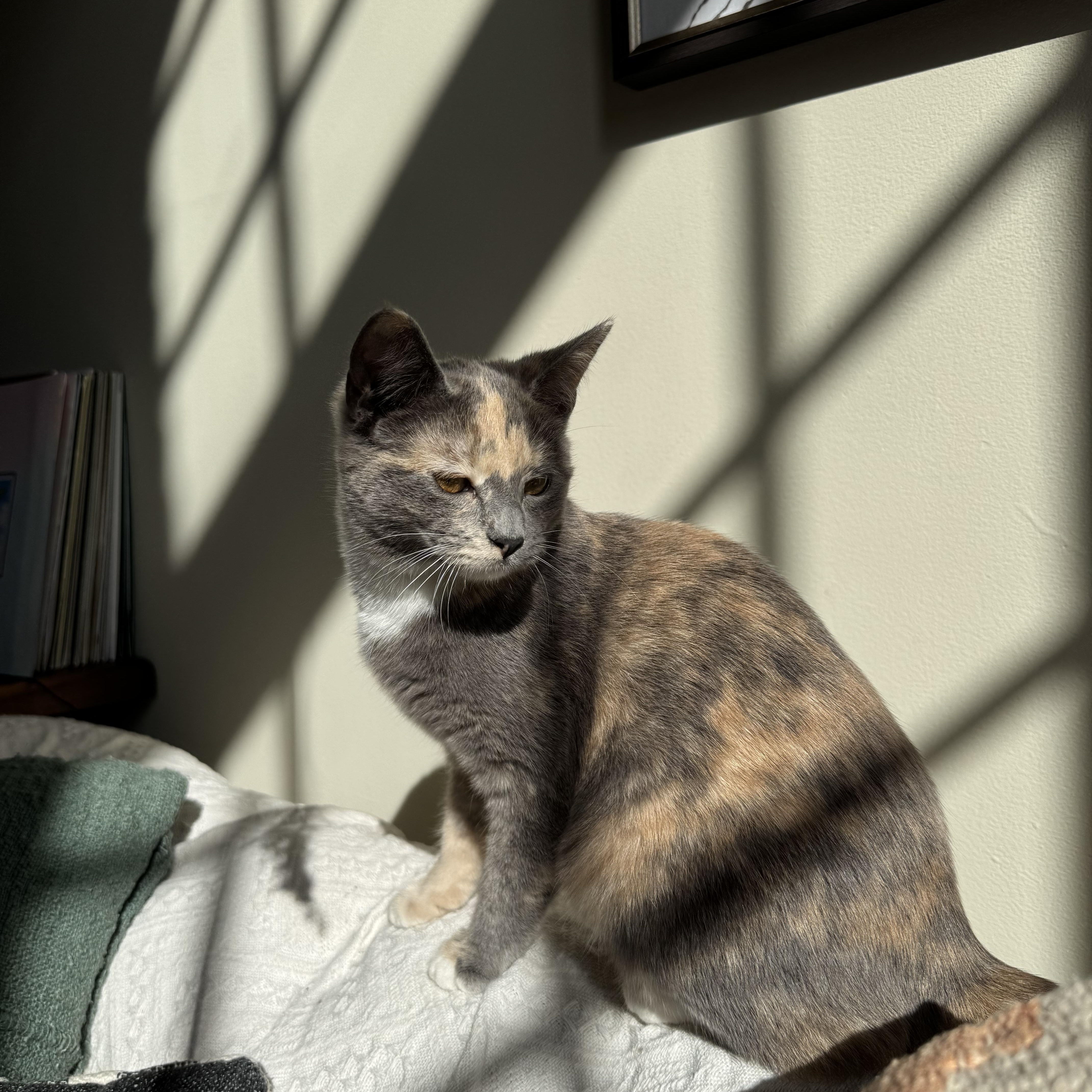 Buttercup thumbnail 4