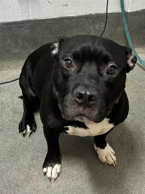 A young medium-sized male Pit Bull Terrier dog named Corvus for adoption in Upper Marlboro, MD