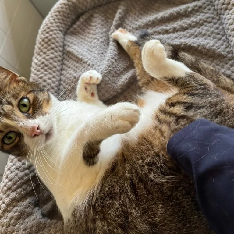 An adult large-sized male Brown / Chocolate Domestic Short Hair cat named Lover Boy for adoption in Volcano, HI