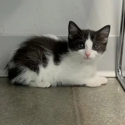 A baby small-sized female Domestic Short Hair cat named Eve for adoption in Janesville, WI