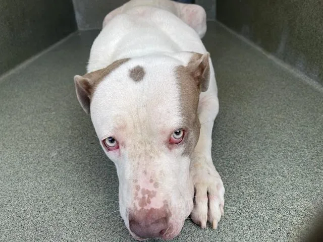 An adult large-sized female Mastiff dog named Darla for adoption in Gardena, CA