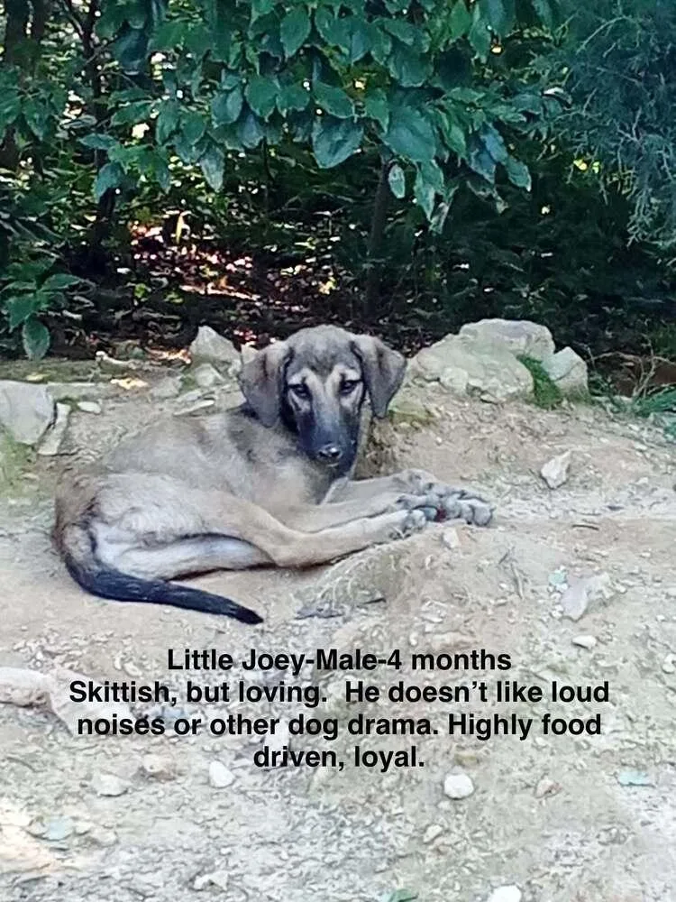A baby large-sized male Brown / Chocolate Anatolian Shepherd dog named Poor Babies : Joey for adoption in Aurora, IN