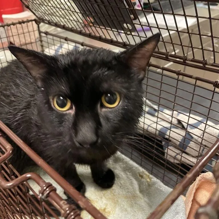 A young large-sized male Black Domestic Short Hair cat named Tommy for adoption in Chicago, IL