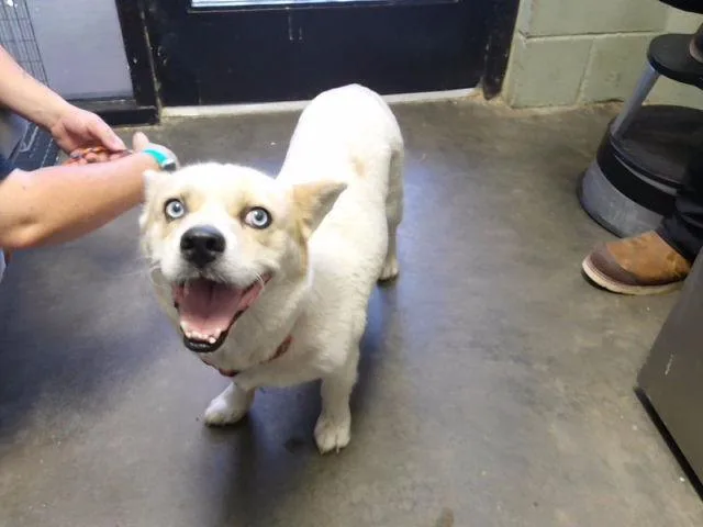 An adult medium-sized female Cardigan Welsh Corgi dog named Lola for adoption in Tulsa, OK