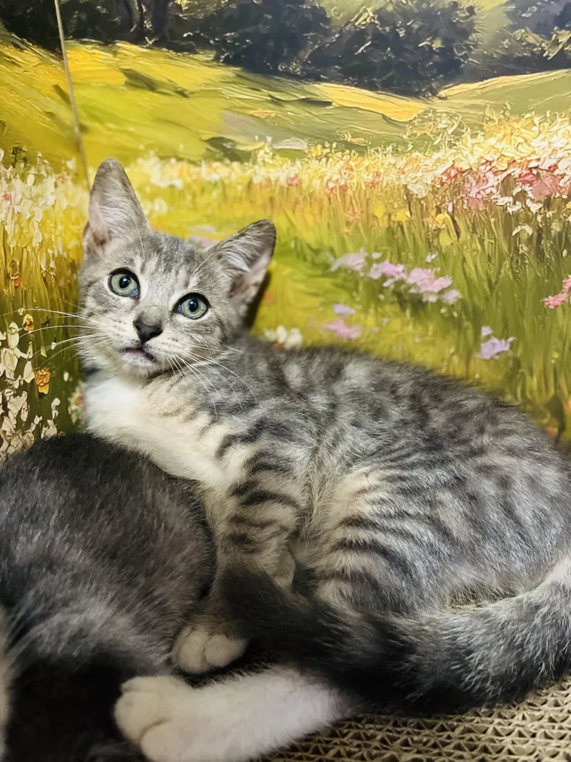 A baby small-sized male Tabby (Gray / Blue / Silver) American Shorthair cat named Orwell for adoption in Fort Pierce, FL