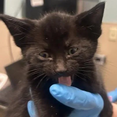 A baby small-sized female Black Domestic Short Hair cat named Sequoia for adoption in Tacoma, WA