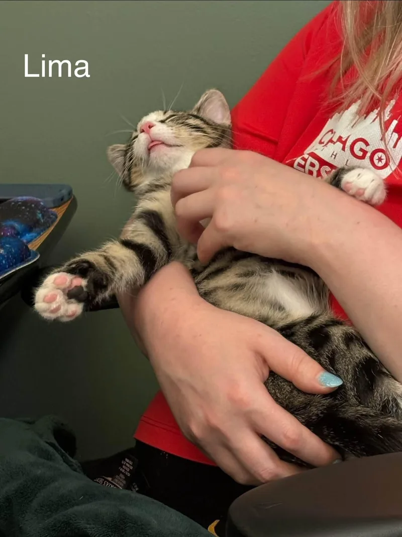 Lima thumbnail 2