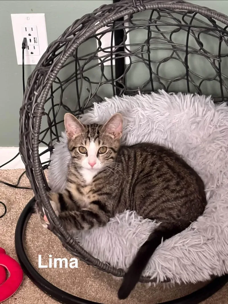 Lima thumbnail 3
