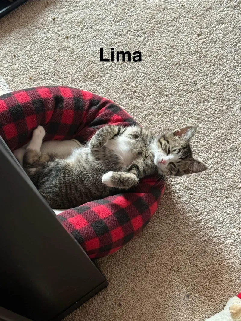Lima thumbnail 5