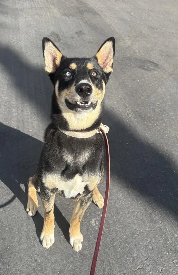 An adult large-sized male Shepherd dog named Zowie for adoption in San Diego, CA
