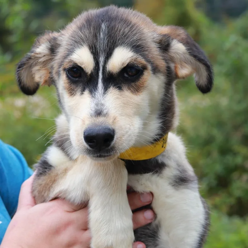 A baby small-sized female Shepherd dog named CT Ziti for adoption in Stormville, NY