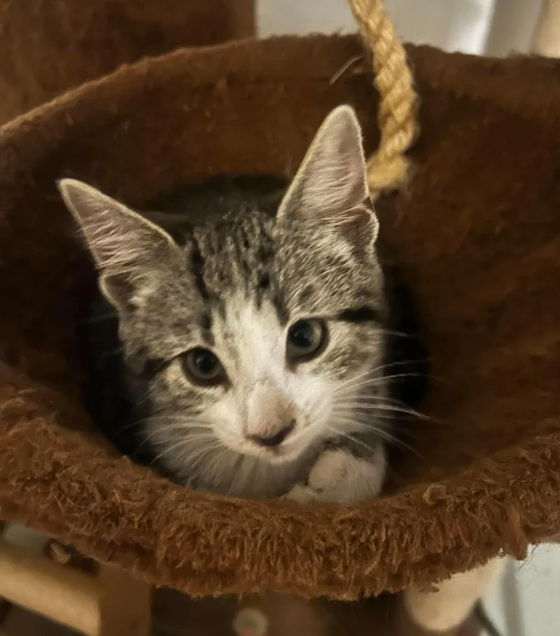 A baby small-sized female Tabby (Gray / Blue / Silver) Domestic Short Hair cat named Jane Austen for adoption in Bloomsdale, MO