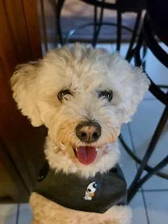 A young small-sized female Bichon Frise dog named Lucy for adoption in Tifton, GA