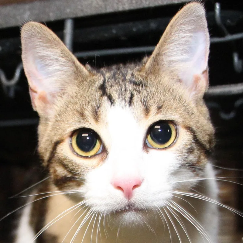 A baby medium-sized male Tabby (Brown / Chocolate) Tabby cat named Brady Meet me for adoption in Harrisburg, PA
