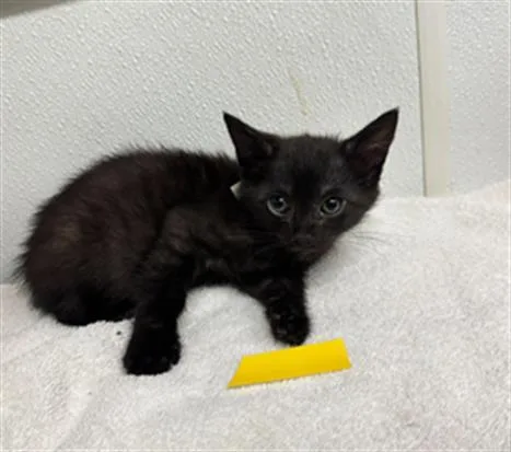 A baby small-sized female Domestic Short Hair cat named Colombia for adoption in Camarillo, CA