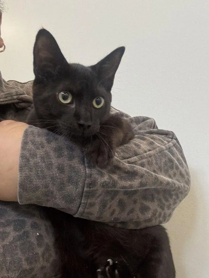 A young small-sized male Black Domestic Short Hair cat named Shawn for adoption in Hilton Head Island, SC
