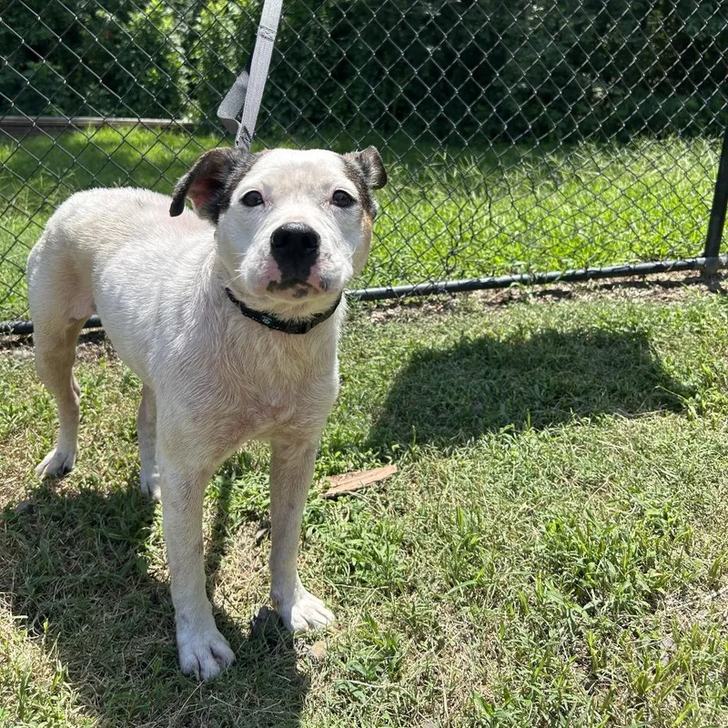 An adult medium-sized female White / Cream Terrier dog named Candy for adoption in Cabot, AR
