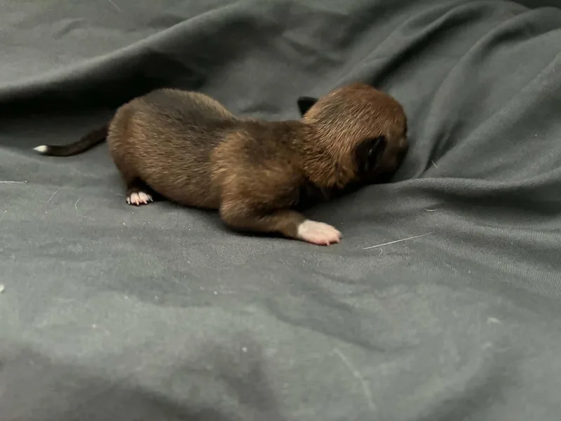 A baby small-sized female Chihuahua dog named Baby CHai for adoption in Bradenton, FL