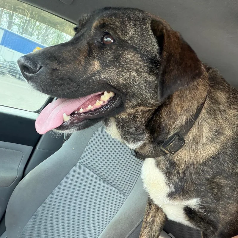 A young medium-sized female Brindle Terrier dog named Alejandra for adoption in Wheeling, IL