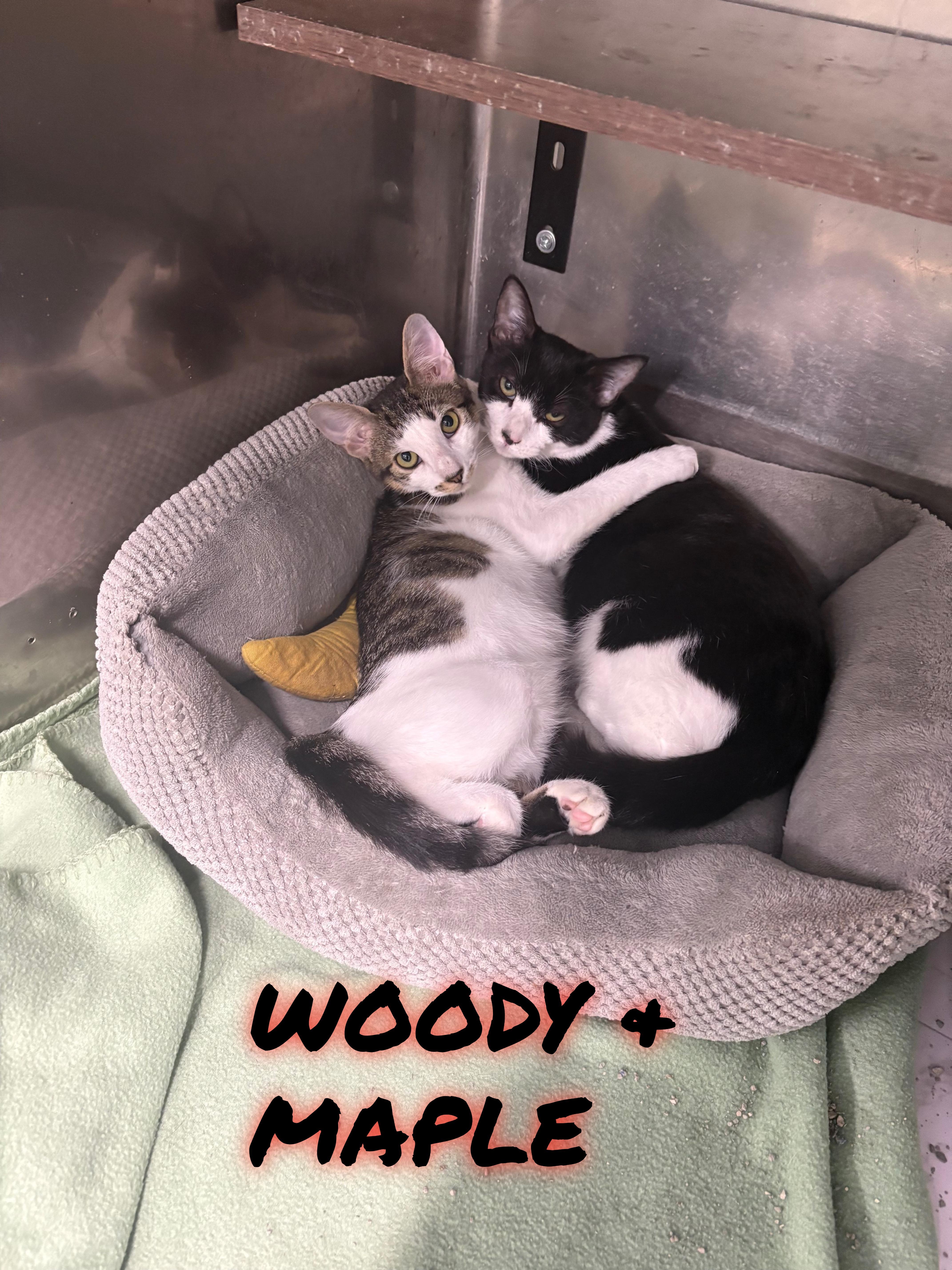 A young medium-sized female Tabby cat named Woody & Maple for adoption in Pompton Plains, NJ